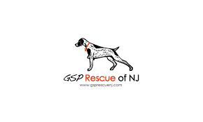 When you are about to having german shorthair, what you think first maybe a german short hair rescue for him/her. German Shorthaired Pointer Rescue Of Nj Visit Long Beach Island Nj