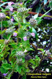 Image result for Clinopodium