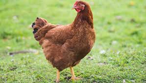 2,165 likes · 14 talking about this. Rhode Island Red What To Know Before Buying One
