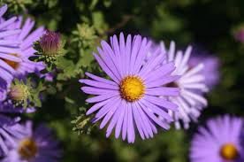 Image result for Aster