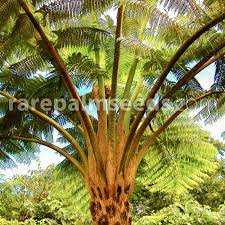 Image result for Cyathea cf. humilis
