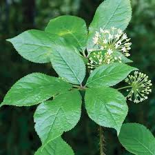 Image result for Eleutherococcus