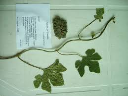 Image result for Pyrenacantha