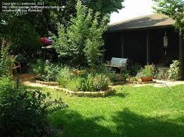 Sweet almond bush flower and branch (florida museum of natural history). Plantfiles Pictures Aloysia Species Incense Bush Sweet Almond Bush Aloysia Virgata By Sunkissed