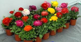 How to grow ranunculus bulbs. Looking For Prolific Terrific Bulbs Check Ranunculus Blog Nurserylive Com Gardening In India