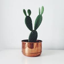 The different species of prickly pear require slightly. Cacti Love Thehiddenadventure Vsco Grid Cactus Plants Plants Cacti And Succulents