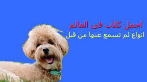 هل تعرف اجمل كلاب في العالم 2019 تعرف عليهم الان dogs animals teddy