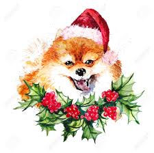 Watercolor Artistic Orange Pomeranian Dog In Santa Hat And Holly Stock Photo Picture And Royalty Free Image Image 85456816 Shop cartoon pomeranian onesies created by independent artists from around the globe. watercolor artistic orange pomeranian dog in santa hat and holly