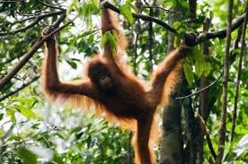 Hike through the dense rainforest of kubah national park. Kubah National Park Kuching Book Tickets Tours Today