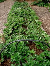 Space rows 3 to 4 feet apart. Growing Strawberries Tips On Planting Strawberries
