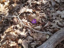 Please consider buying some cookies to support the girl scouts using the  link below! They can be delivered to your house with no shipping charge!