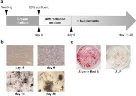 Untuk mendapatkan desain logo yang profesional kami memerlkukan beberapa data yang harus di isi setalah anda chat whatsapp. Rt Qpcr Analyses On The Osteogenic Differentiation From Human Ips Cells An Investigation Of Reference Genes Scientific Reports