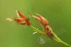 Image result for Rhynchospora rugosa