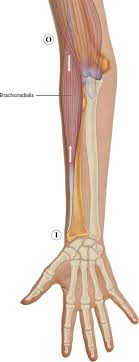 Learn the muscles of the arm with free quizzes, diagrams and worksheets. 7 Muscles Of The Forearm And Hand Musculoskeletal Key