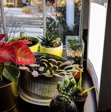 According to the mayo clinic, sad may include fatigue, irritability, moodiness, significant weight gain or the need for more sleep. Just Realized I Can Use My Light Therapy Lamp To Help My Sad Succs Too Succulents