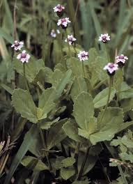 Image result for Landolphia lanceolata