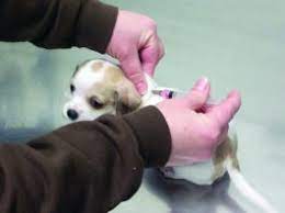 One of the first things that all new owners need to worry about is getting their puppy his necessary shots. Puppy Vaccines Why Your Puppy Needs So Many Shots Whole Dog Journal
