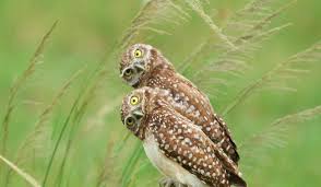 100%(1)100% found this document useful (1 vote). Goformative Answer Hack