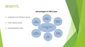 Genetic modification or genetically modified short for gm involves altering the genes of an organism, be it a plant, animal or microorganism. Genetically Modified Crops Ppt Video Online Download