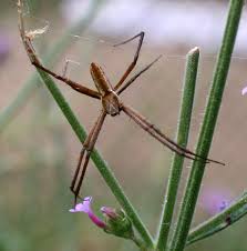 Check spelling or type a new query. Maryland Biodiversity Project Yellow Garden Spider Argiope Aurantia