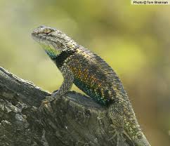 Black And White Lizard Arizona Desert Spiny Lizard Sceloporus Magister Reptiles Of Arizona Lizard Reptiles Reptiles And Amphibians
