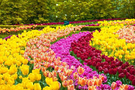 Gerak Pada Makhluk Hidup Tumbuhan Di 2020 Kebun Bunga Tulip Bunga Musim Semi