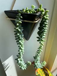 Image result for root-tail