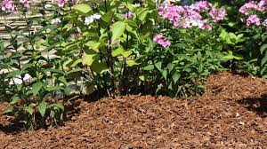 Le Paillage Un Element Decoratif Pour Le Jardin Et Le Balcon En 2020 Paillage Jardin Jardinage Jardins