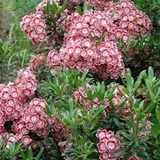 Small plant with a neat, compact shape. Mountain Laurel Kalmia Latifolia Minuet Evergreen Blooms White Inside A Purple Boarder Zone 4