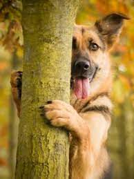 Check spelling or type a new query. Dog Old Mobile Cell Phone Smartphone Wallpapers Hd Desktop Backgrounds 240x320 Images And Pictures