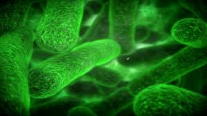 Image result for Scombroid Fish Poisoning