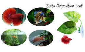 Lystaii 4pcs betta fish leaf pad with suction cup, betta bed leaf hammock double leaf design lightweight and realistic resting spot breeding. Best Aquarium Betta Bed Leaf Aquarium That Betta Cool Fish Tanks Pet Tank