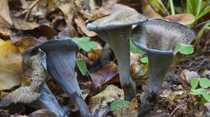 Der wahnsinn was momentan immer noch abgeht. Pilzkalender 2020 Pilze Sammeln Nach Saison Pfifferling Steinpilz Co