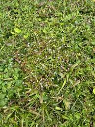 Image result for Lindernia monroi