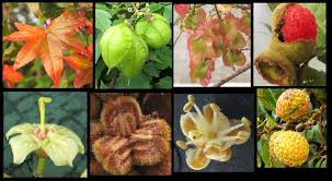 Image result for Sapindaceae