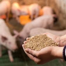 Dietary inclusion of high oleic soybean oil in fattening pigs