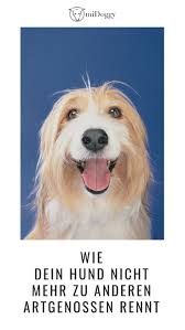 So Rennt Dein Hund Nicht Zu Anderen Midoggy Community Hundchen Training Hunde Hundetraining