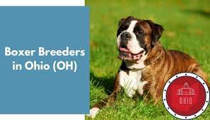 Adopt brandie a black boxer / shar pei dog in woodhaven, mi (31707220) boxer · woodhaven, mi. 14 Boxer Breeders In Ohio Oh Boxer Puppies For Sale Animalfate
