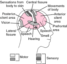 Encephalous Definition Of Encephalous By Medical Dictionary Medical Dictionary Brain Tumor Brain