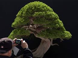 Bonsai means 'potted tree' or 'tray tree' in japanese. A Bonsai Worth 91k Was Stolen Here S Everything You Need To Know About The Miniature Tree Of Life The Economic Times