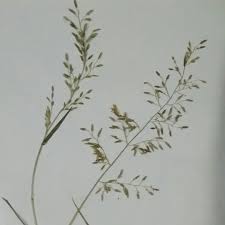 Image result for Eragrostis pilosa