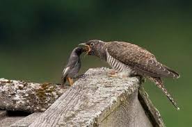 Deshalb wurde er zum vogel des jahres 2008 gewählt. Kuckuck Birdlife Osterreich