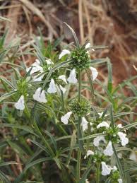 Image result for Leucas princei