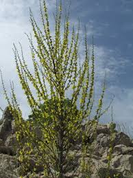 Image result for Anticharis