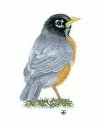 Thread Painting And Silk Shading Embroidery Techniques And Projects Needle Painting Or Thread Painting Hand Embroidery Kits Of Birds Silk Shading Silk Embroidery Animals Thread Painting Hand Embroidery Kits Bird Embroidery