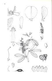 Image result for Eriosema cordatum