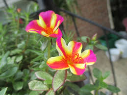 Image result for Portulaca oleracea