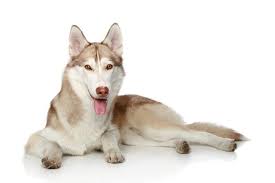 What Everybody Ought To Know About Husky Eyes