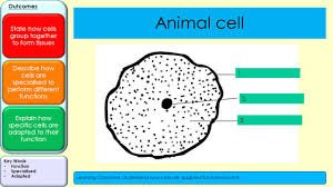 Maybe you would like to learn more about one of these? Describe How Cells Are Specialised To Perform Different Functions Explain How Specific Cells Are Adapted To Their Function Outcomes State How Cells Group Ppt Download