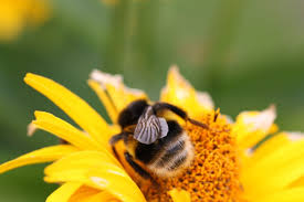 But the bees are not intentionally pollinating flowers, they have you can help honey bees and other pollinators. Value Farmers If You Want To Save Bees Sei